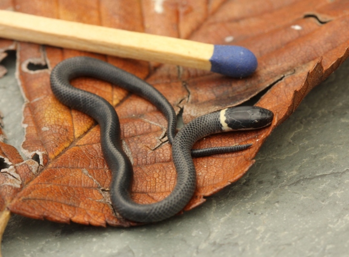 Northern Ringneck Snake